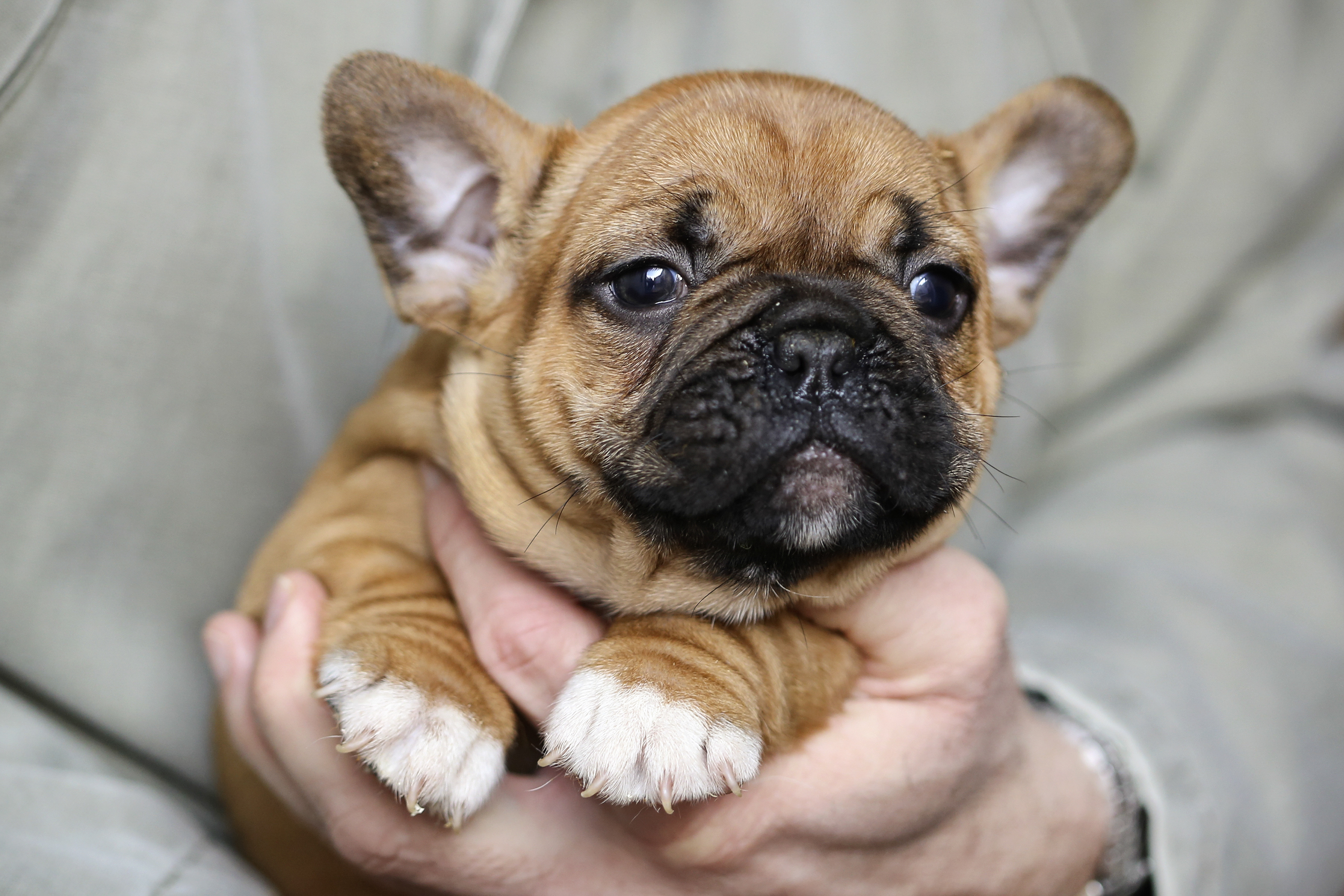 Maltese Puppies: Care and Grooming Tips